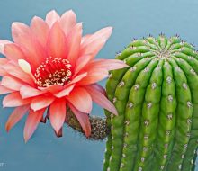 "Mis redes sociales son un cactus" Un artículo sobre gestión de redes sociales, por Catalina Nuñez, asesora en gestión del tiempo y tareas.